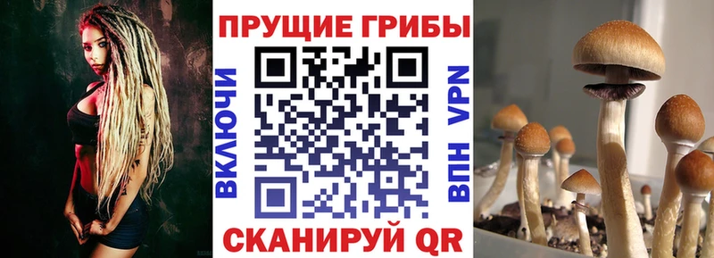 блэк спрут tor  Нестеровская  Галлюциногенные грибы GOLDEN TEACHER  где найти наркотики 